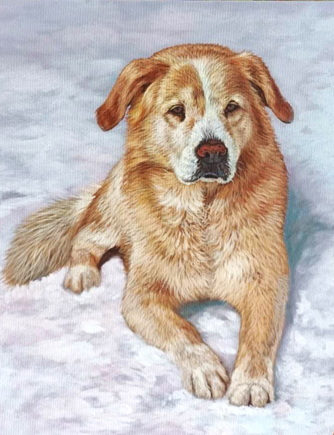 Portrett av en rød hund